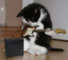 a black and white cat playing with a guitar