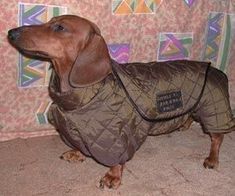 a dachshund is wearing a jacket and standing in front of a wall