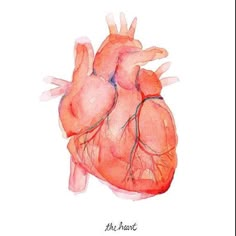 the human heart is shown in this watercolor painting