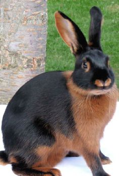 a small black and brown rabbit sitting on top of a white surface next to a tree