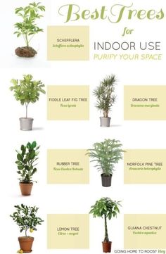 the best trees for indoor use to purify your space