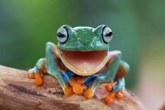 a smiling frog with its mouth open on a branch