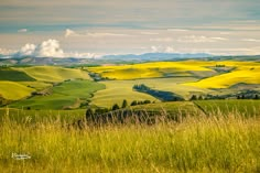 the rolling hills are covered in yellow flowers and green grass, while clouds hover over them