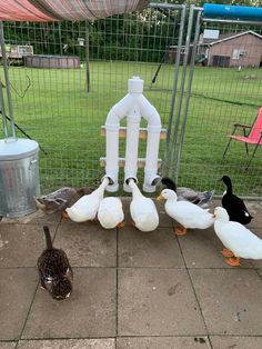 ducks and geese are standing in front of a fenced area with a bird feeder