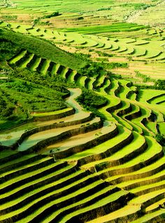 the terraced rice fields are green and brown