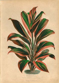 Vintage Botanical Drawings, Vintage Botanical Illustration, Vintage Plant Illustration, Mandrake Botanical Illustration, Poisonous Plants Botanical Illustration, Palm Tree Botanical Illustration, Scientific Illustration Vintage Plants, Indoor Flowering Plants, Antique Botanical Print