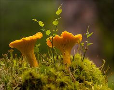 two mushrooms are growing out of the moss