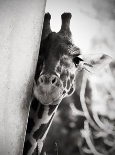 a black and white photo of a giraffe peeking out from behind a wall