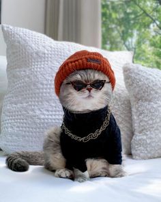 a cat wearing sunglasses and a sweater on a bed with pillows in the background,