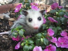 an oposshus looking at the camera while surrounded by pink flowers