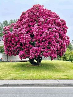 a large pink flowered tree in the middle of a green lawn next to a house