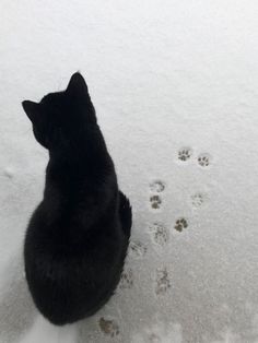 a black cat sitting in the snow looking at paw prints