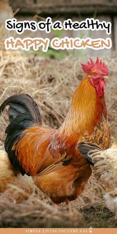 there is a rooster that is standing in the hay