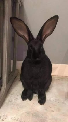 a black rabbit sitting on the floor in front of a door and looking at the camera