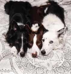 two black and white dogs laying next to each other on a bed