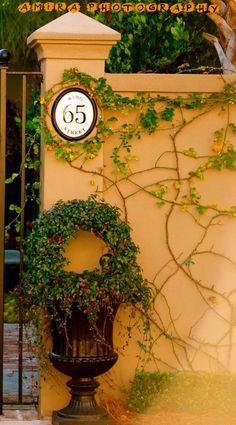 a clock on the side of a building near a planter with vines growing out of it