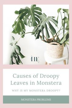 a houseplant with the words, cause of dropy leaves in monstera