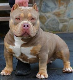 a brown and white dog standing next to a person