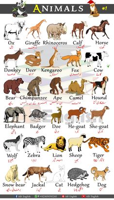 an animal chart with all the different types of animals and their names in english or spanish