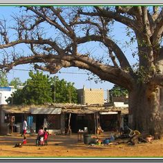 two people are standing under a large tree