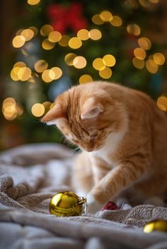 an orange and white cat playing with a christmas ornament in front of a christmas tree