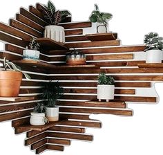 several potted plants are arranged on wooden shelves