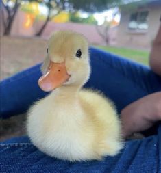 a duckling sitting on someone's lap with its head turned to the side