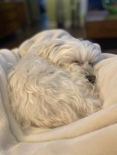 a small white dog sleeping on top of a blanket