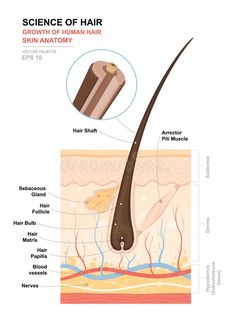 Human Body Projects, Medical Vector, Skin Anatomy, Electrolysis Hair Removal, Integumentary System, Hair Facts, Matrix Hair