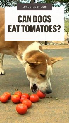 Are Tomatoes Poisonous for Dogs? Stomach Problems, Tomato Juice