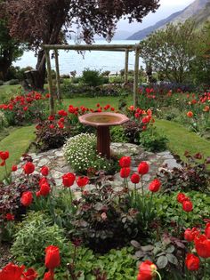 a garden filled with lots of red flowers next to a body of water in the distance