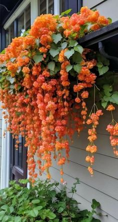 an orange flower hanging from the side of a house