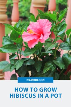 a pink flower growing in a pot with the words how to grow hibiscus in a pot