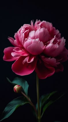 a pink flower with green leaves on a black background