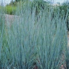 some very pretty blue plants in the dirt near water and bushes with long thin green leaves