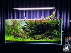 an aquarium with plants and fish in it