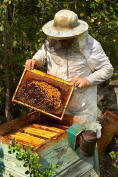 a beekeeper in white suit and hat holding up a frame with bees on it