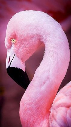 a pink flamingo is standing in front of some other flamingos and looking at the camera