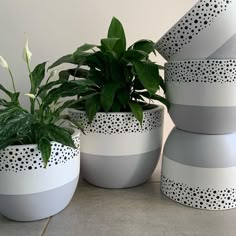 three potted plants sitting next to each other on top of a cement floor covered in black and white stripes