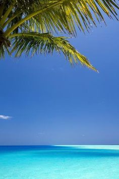 a palm tree is in the foreground, and blue water on the far side