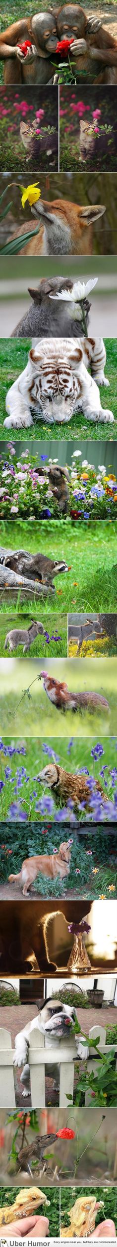 multiple images of different plants and animals in the same image, with one being blurred