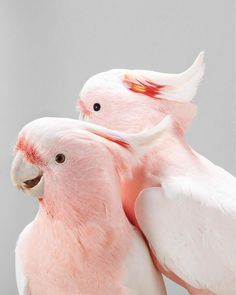 two pink and white birds with their heads touching each other