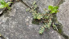 some plants growing out of the cracks in a concrete slab with moss and leaves on it