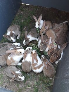 several rabbits are gathered together on the ground