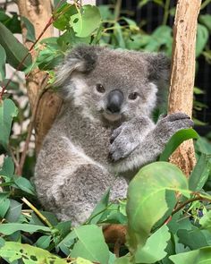 a koala bear is sitting in the leaves and looking at the camera while holding its paw up