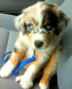 a puppy with blue eyes sitting in the back seat of a car