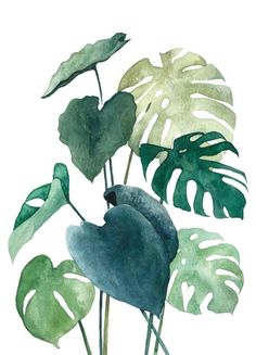 a watercolor painting of green leaves and monster's tail plant on a white background