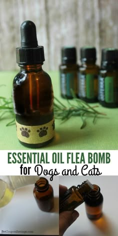 an essential oil for dogs and cats is shown in this collage with the words essential oil for dogs and cats