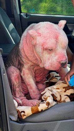 a hairless dog sitting in the back seat of a car while being brushed by someone