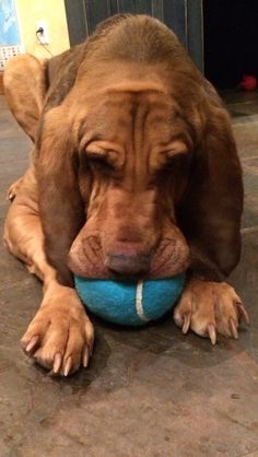 a brown dog laying on the ground with a blue ball in its mouth and it's nose sticking out